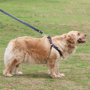 Leather Dog Collars - Becmella